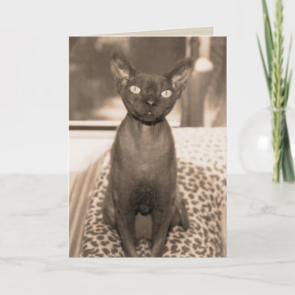 Carte Photographie vintage de chat de Devon Rex de style