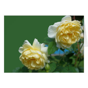 Carte photographique à fleurs de roses jaunes