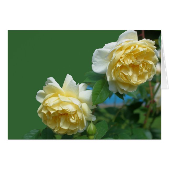 Carte photographique à fleurs de roses jaunes (Devant Horizontal)