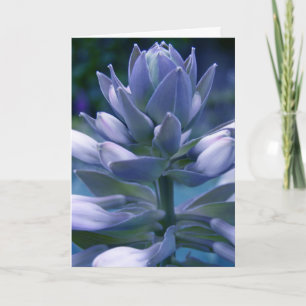 Carte "photographique" Blue Hosta