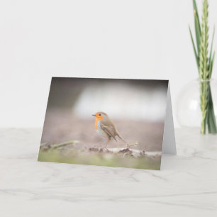 Carte photographique Robin Bird Nature