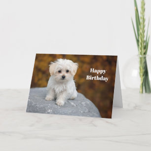 Carte Photos de Chiot Blanc Maltais Anniversaire