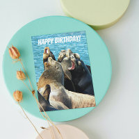 Photos De Seal Lions De Tous Les Anniversaires