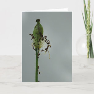 Carte Photos et ombre 12 Floral Photographie Salutation