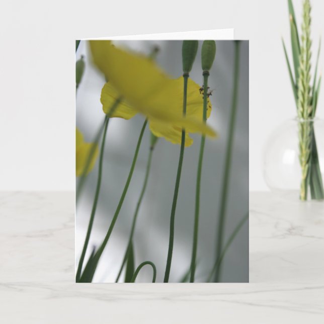 Carte Photos et ombre 8 Floral Photographie Salutation C (Devant)