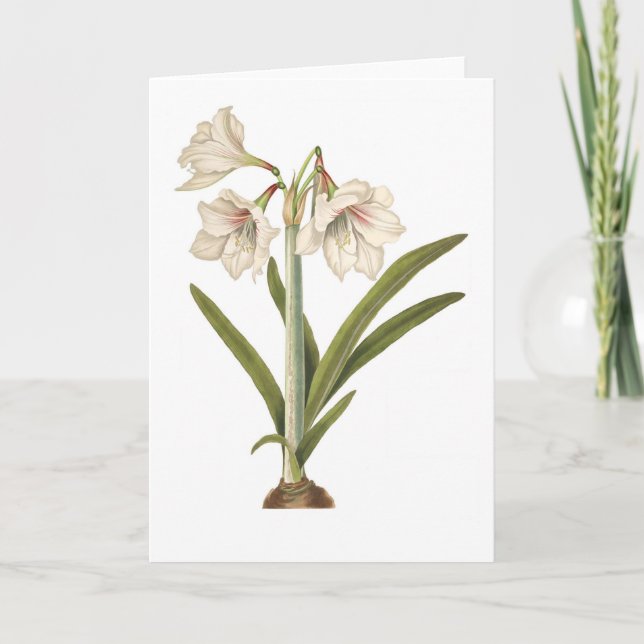 Carte Picta d'amaryllis (Devant)