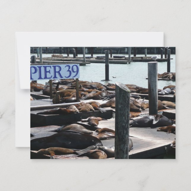 Carte Pier 39 Sea Lions (Devant)