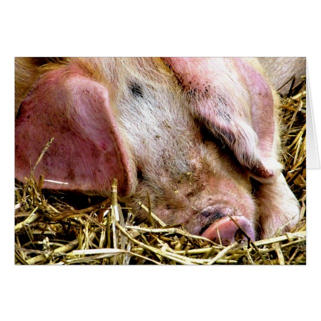 CARTE PIG (Devant horizontal)