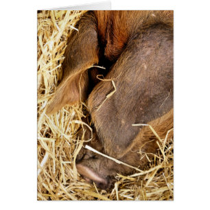 CARTE PIG DE SOMMEIL