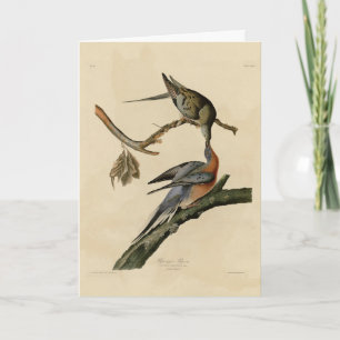 Carte Pigeon voyageur des oiseaux d'Amérique d'Audubon