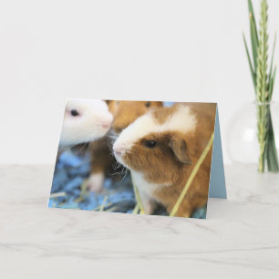 Carte Piggy