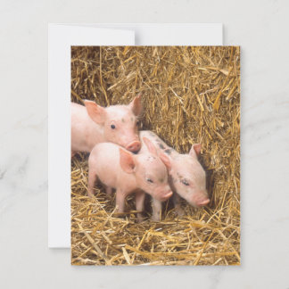 Carte Piglets