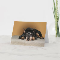 Pin de minute de Pinscher miniature aka