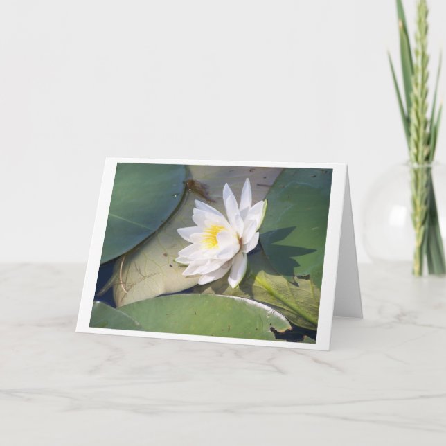 Carte Pine Lake Water Lily (Devant)