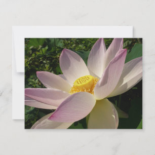 Carte Pink Lotus Flower III Summer Floral