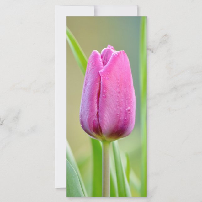 Carte Pink tulip flower (Devant)