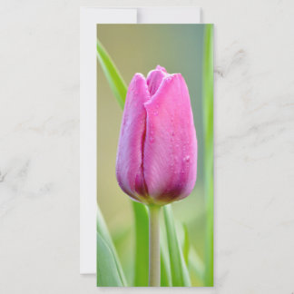 Carte Pink tulip flower
