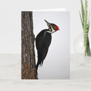 Carte pivert pileated