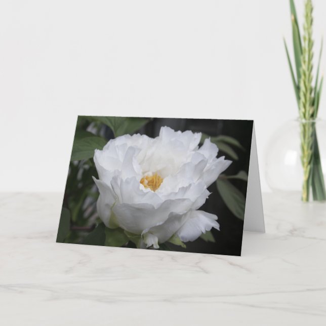 Carte Pivoine blanche avec du jaune au cœur Photo floral (Devant)