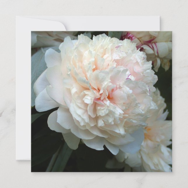 Carte Pivoine pour toujours (Devant)