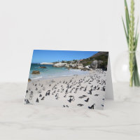 Plage | Afrique du Sud de rochers de pingouins