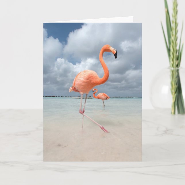 Carte Plage Aruba de Flamants roses (Devant)