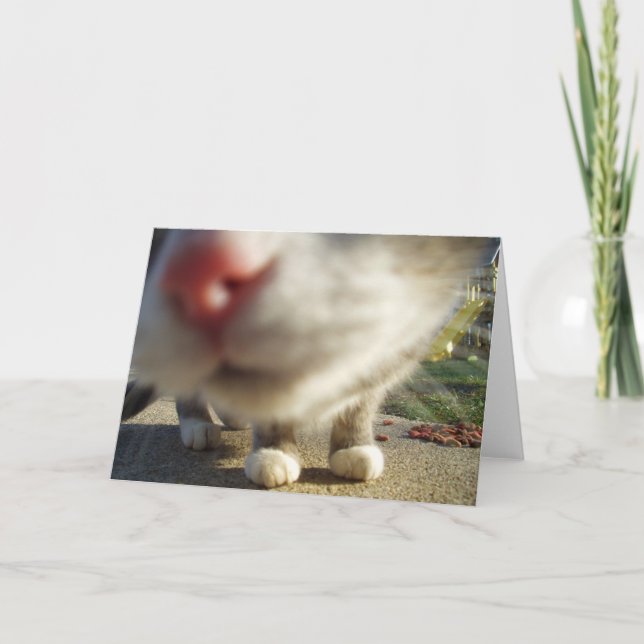 Carte plan rapproché de chat (Devant)