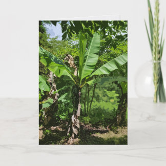 Carte Plantain