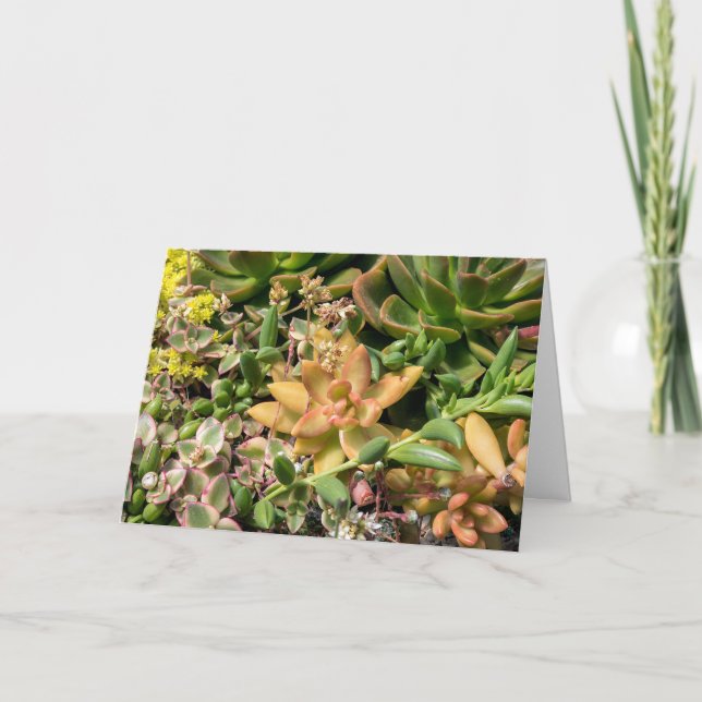 Carte plante coloré et succulent (Devant)