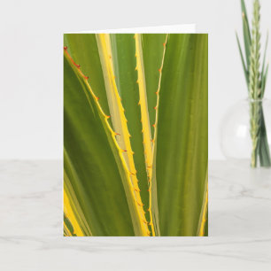 Carte Plante d'Agave Abstrait