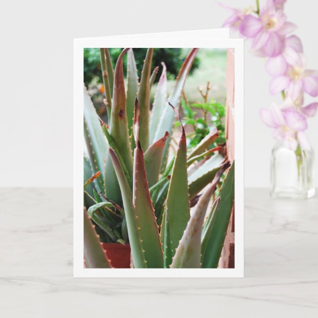 Carte Plante d'Aloe Vera (Orchidée)