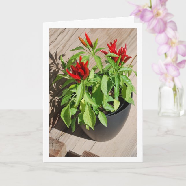 Carte Plante de poivre rouge Chili en Pot (Orchidée)