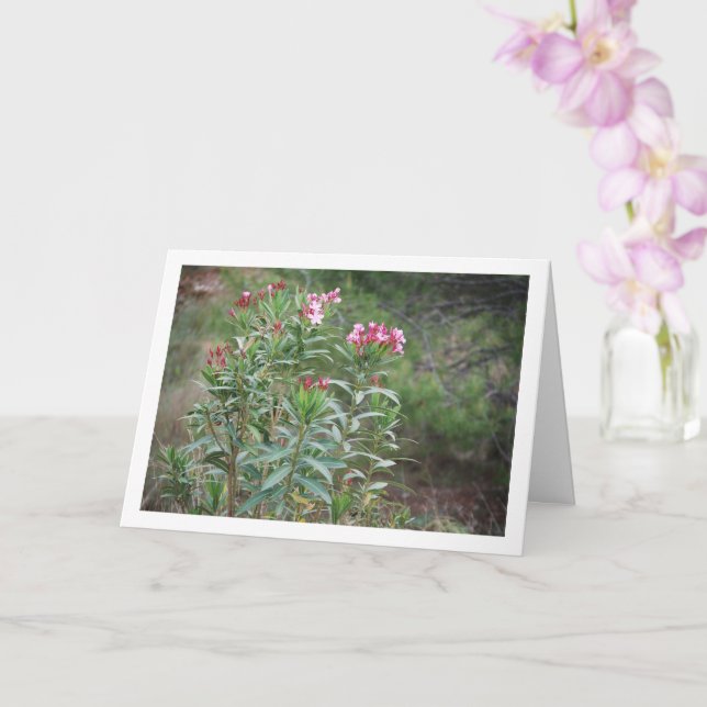 Carte Plante espagnol sauvage Nerium Oleander (Orchidée)