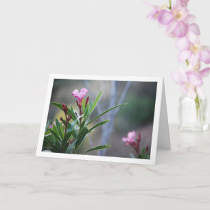 Carte Plante espagnol sauvage Nerium Oleander