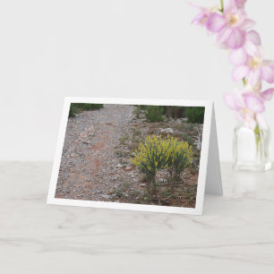 Carte Plante Fabale, Anthyllis Cytisoides