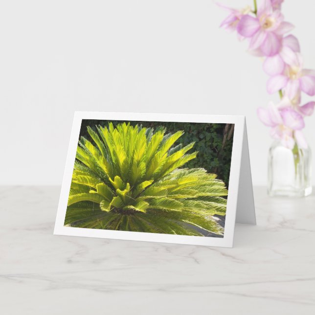 Carte Plante Sago Palm (Orchidée)