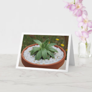 Carte Plante Succulent en Pot de Terracotta