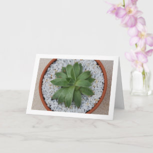 Carte Plante Succulent en Pot de Terracotta
