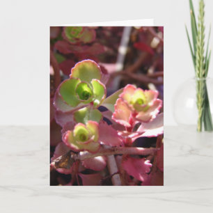 Carte Plante Succulent pourpre et vert
