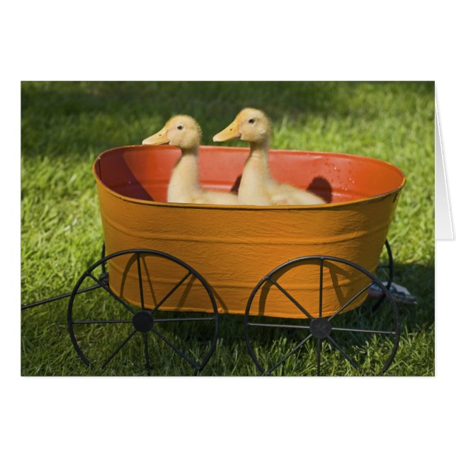 Carte Planter Baby Ducks (Devant horizontal)
