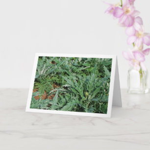 Carte Plantes de Chardon Artichaut Globe