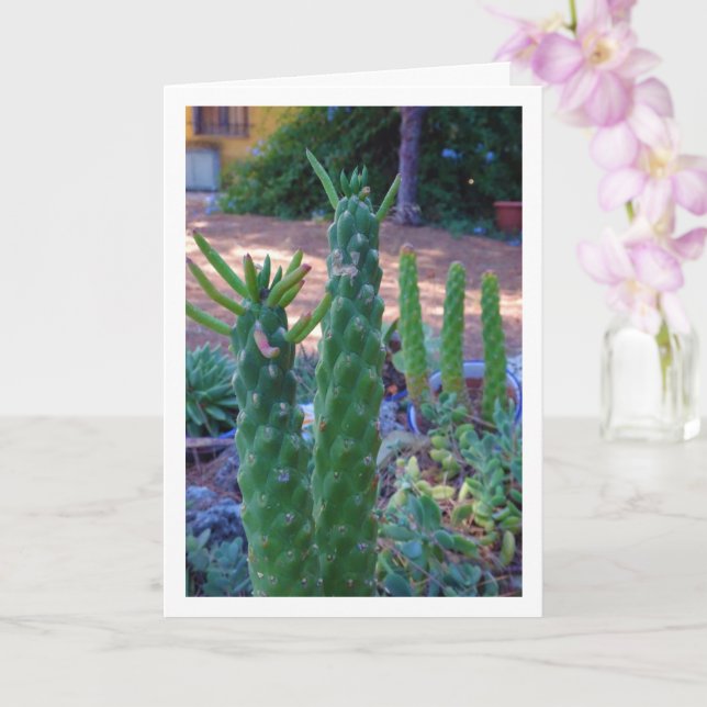 Carte Plantes de Eve's Pin Cactus (Orchidée)
