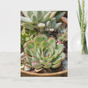 Carte plantes succulents à l'anniversaire en pot