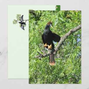 Carte Plat Homme Anhinga (Serpent Bird)