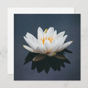CARTE PLAT : LOTUS