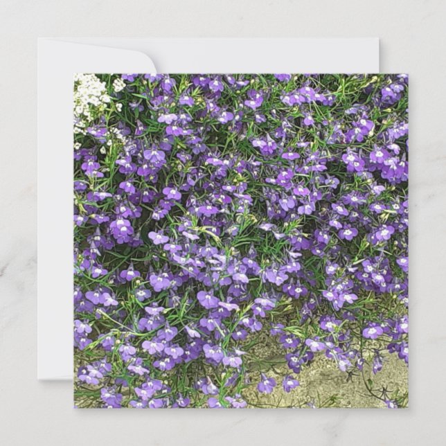 Carte Plate Fleurs de ressort violet (Devant)