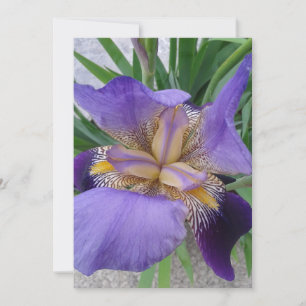 Carte Plate Plate Vive Iris Violet