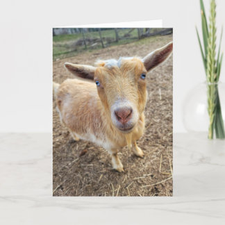 Carte pliée 5 pouces x 7 pouces || Ginger