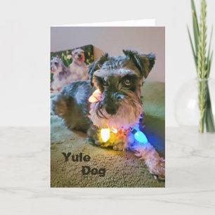 Carte pliée 5 pouces x 7 pouces    Yule Dog