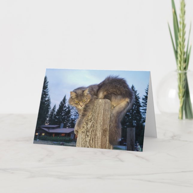 Carte pliée 7 pouces x 5 pouces || Chat athlétique (Devant)